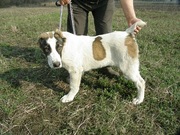 CAO(Среднеазиатская овчарка,  алабай)