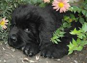 Щенок ньюфаундленда