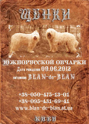 Южнорусская овчарка (ЮРО,  южак),  щенки
