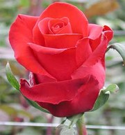 Оптовые поставки цветов - герберы,  розы из 