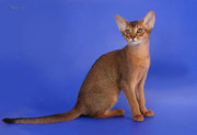Абиссинские котята - американский тип,  питомник Sunrise