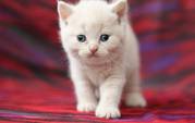Кремовый британский котенок. Родители - интерчемпионы