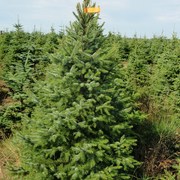 Ель обыкновенная