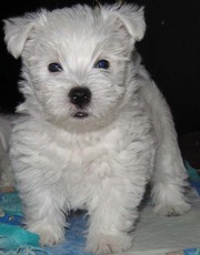 Киевский питомник  отличного щенка West Highland White Terrier (весты)