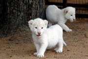 белые львята,  белый тигр,  гепард и детеныши на продажу
