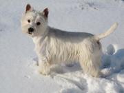 Вязка Вест Хайленд Терьер / West Highland White Terrier / Вести  