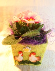 Купить цветы к 8 марта,  подарки,  примула,  бегония,  композиции из цвето