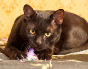 Роскошный черный котенок-мальчик 10 месяцев