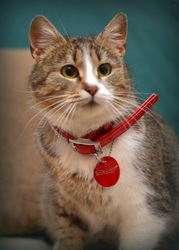 В дар кошка Золушка - миниатюрная красавица с выразительными глазами
