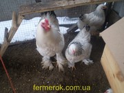 Продам инкубационноео яйцо породистых кур Брама,  Орпингтон,  Пуховые тд