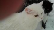 Кот белый (турецкий ван) - 9 мес. Приучен к лотку.