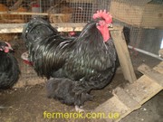 Инкубационное яйцо и цыплята Орпингтона голубого и чёрного