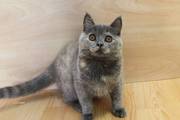 Голубые британские котята красапуськи,  купить котенка киев