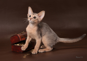 Абиссинский котенок(шоу-класс) - американский тип,  питомник Sunrisе