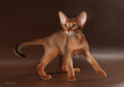 Абиссинский котенок современного типа из питомника Sunrise