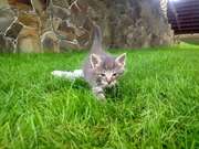 Серый вискасный котенок Тим (метис сибиряка 1.5 мес)