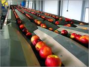 Сортировочная  линия для фруктов и овощей AWETA
