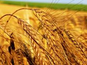 Продаем зерновые на экспорт FOB,  CIF крупным оптом