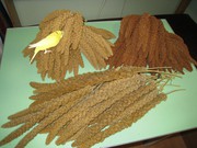 корм чумиза, могар, сенегальское просо-лакомство для декоративной птицы 