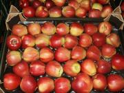 Яблоки из Польши от производителя польская компания