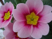 Купить цветок примула на 14 февраля и 8 марта,  подарки,  цветы,  Киев!