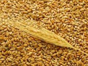 Закуповуємо пшеницю 2-6 кл,  ячмінь