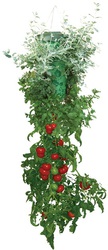 Topsy Turvy Приспособление для выращивания помидор корнем вверх