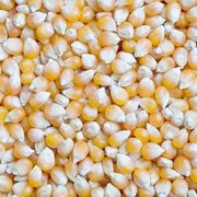 Услуги сушки зерна: кукурузы,  сои,  подсолнуха,  рапса
