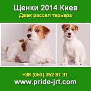 Щенки 2014 Джек рассел терьера от хозяина Киев