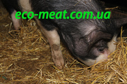 Свіже м'ясо свинина з домашньої ферми