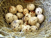 Перепелиные яйца,  домашние,  экологически чистые