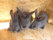 Продам кроликов породы Венский Голубой