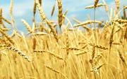 Закупаем пшеницу фуражную дорого