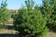 Предлагаю праздничные живые елки и сосны Оптом к Новому году 2016.