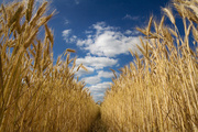 Компания Экспортер закупает пшеницу