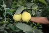 Экзотические комнатные растения лимон папайя инжир