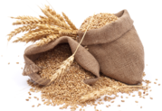 Компания на постоянной основе ЗАКУПАЕТ пшеницу,  ячмень,  кукурузу