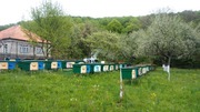 Карпатские пчеломатки