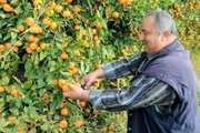 Работа по сбору апельсин в Испании для украинцев