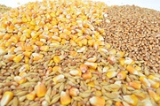 Кукуруза,  фуражная пшеница,  соя