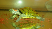 Красноухие черепахи - настоящие долгожители. Корм в подарок! 