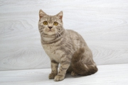 Шотландская лиловая мраморная кошечка,  котята