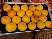 Предлагаем оптовые поставки персика из Испании