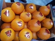 Предлагаем оптовые поставки свежих апельсинов из Испании