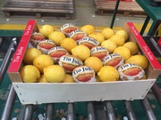 Предлагаем оптовые поставки лимонов из Испании