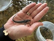 Малек русского осетра. Ирпень 