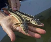 Малек pyсского осетра