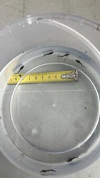 Принимаю заказ на малек осетра,  малек стерляди