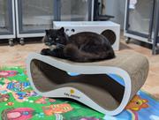 Котоготель у центрі Києва – турбота,  комфорт і любов для вашого улюбле