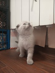 шотландські кошенята